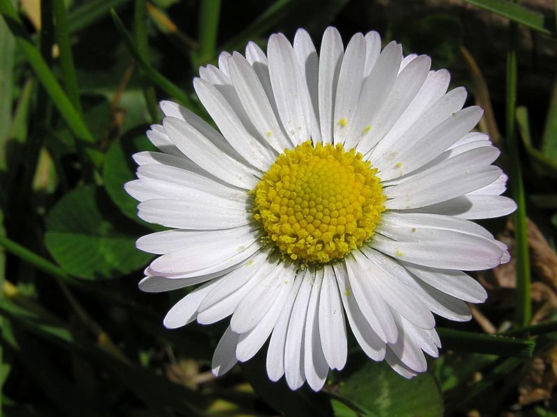 799px-Lawn_daisy.jpg