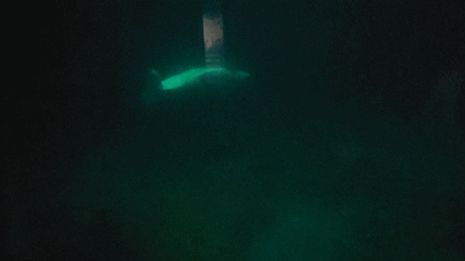 KakaoTalk_20250430_104217122.gif
