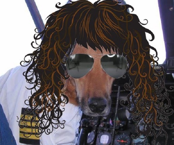 perro chic copy.jpg