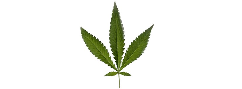 ruderalis-cannabis-leaf.jpg