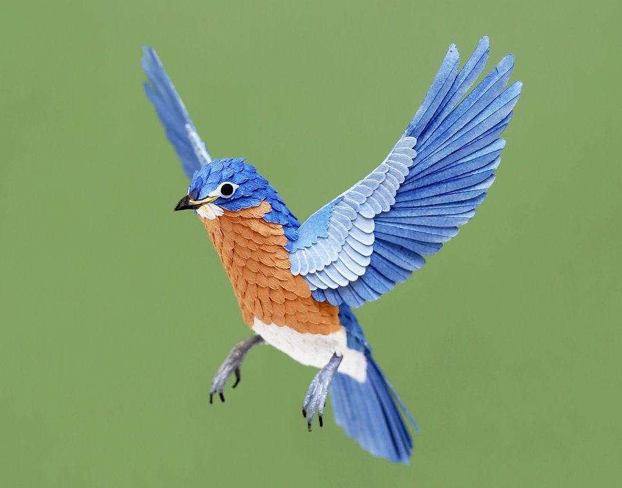 Eastern bluebird.jpg