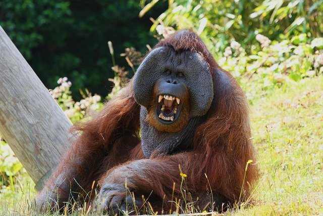 orangutan-7489005_640.jpg