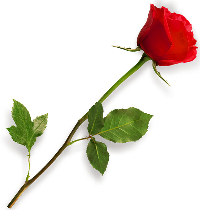 steem rose.png