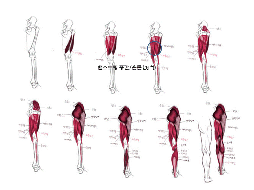 햄스트링중간.gif
