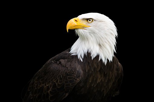 head-of-bald-eagle.jpg