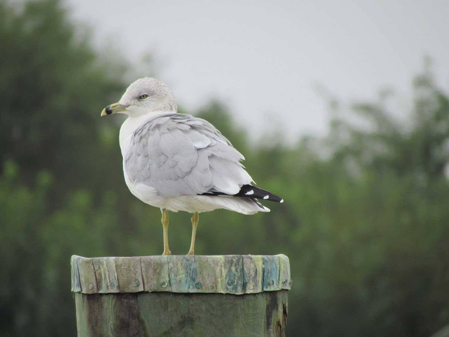 IMG_5796 Seagull at Havre de Grace Yacht Basin, MD.jpg