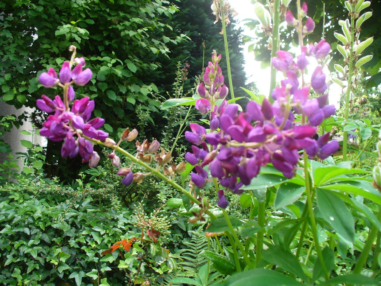 Color Challenge Sunday Purple Steempeak