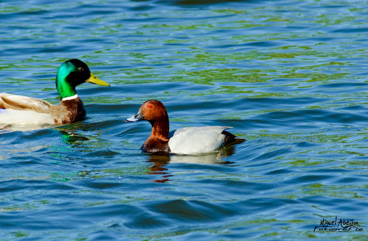 Patos.jpg