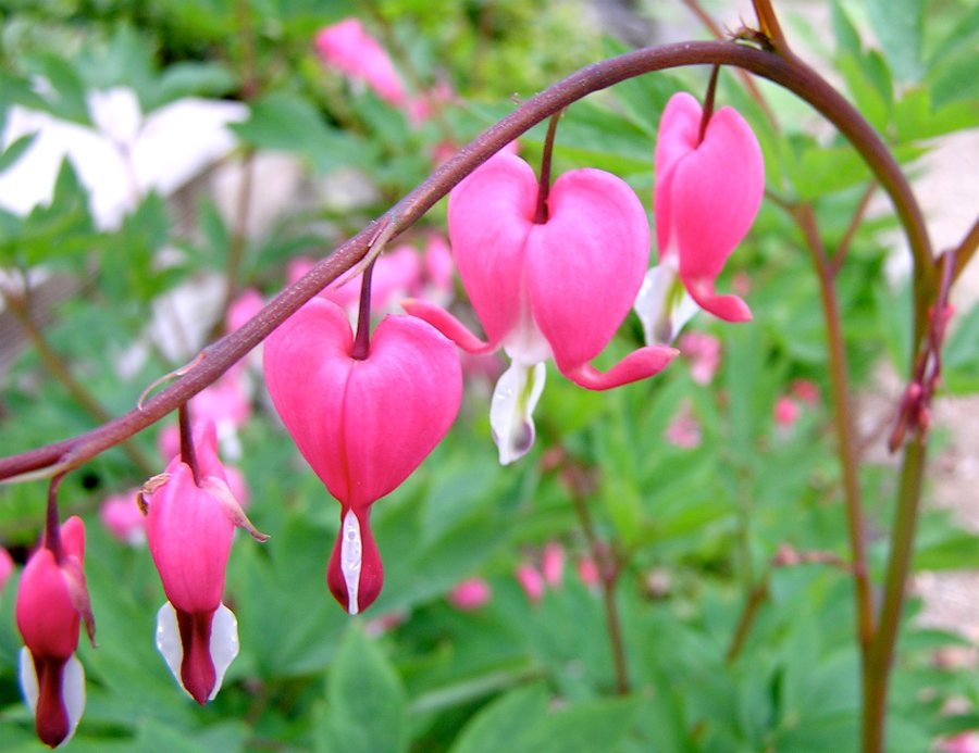 Bleeding_heart_flower.jpg