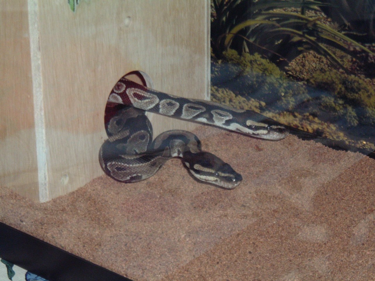 snake 2.jpg