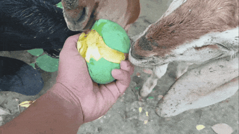 GIF_20250623_220224_104.gif