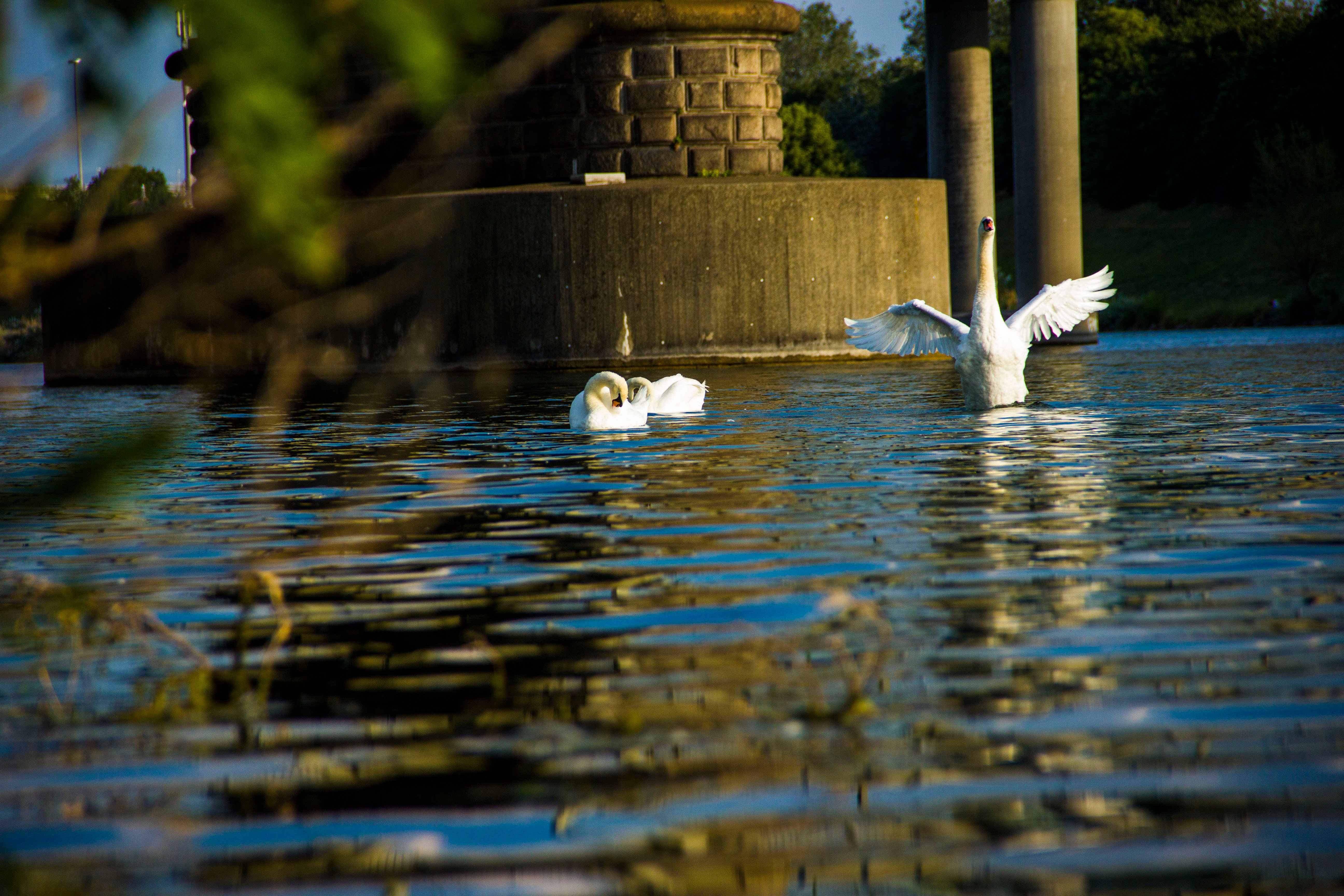 IMG_1493_swan_by_jnmarteau.JPG