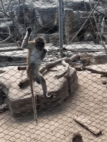 IMG_0614.gif