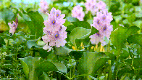 Eichhornia_crassipes,_water_hyacinth_flowers.gif