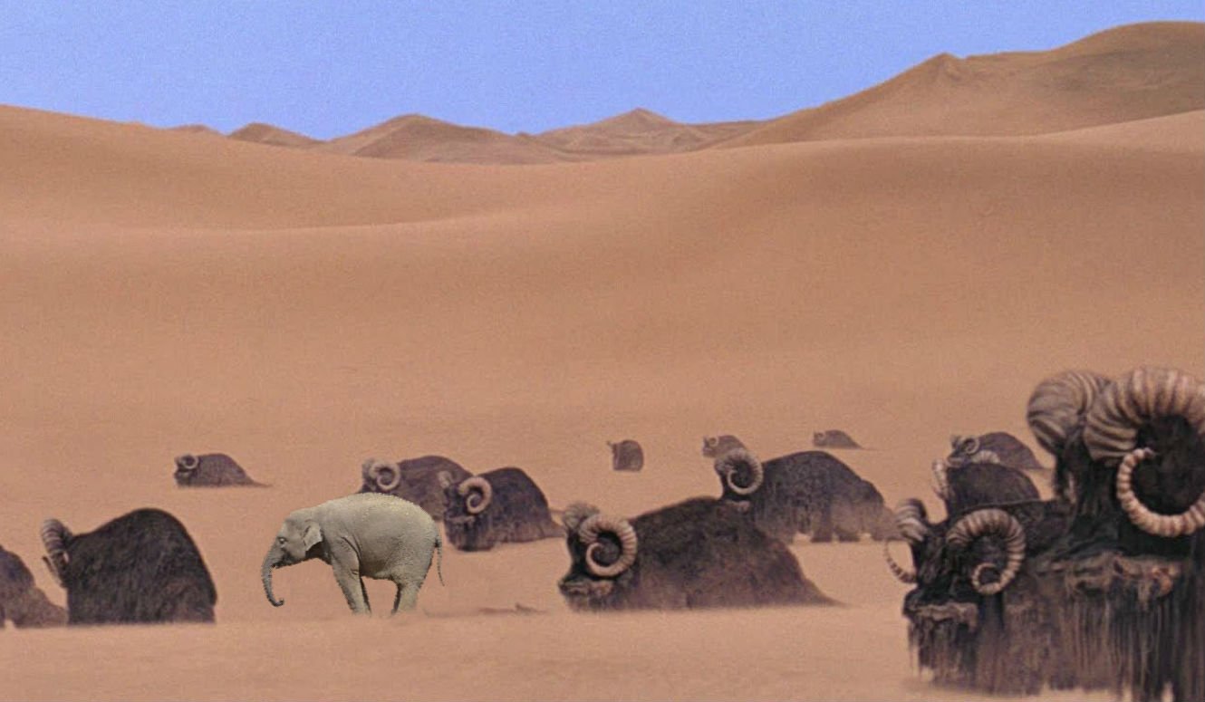 elephant entry1.jpg