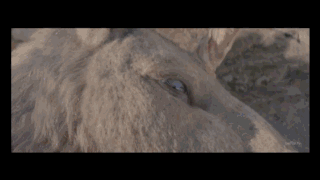 image.gif