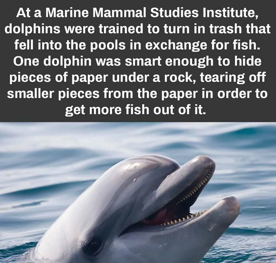 Even Dolphines.jpg