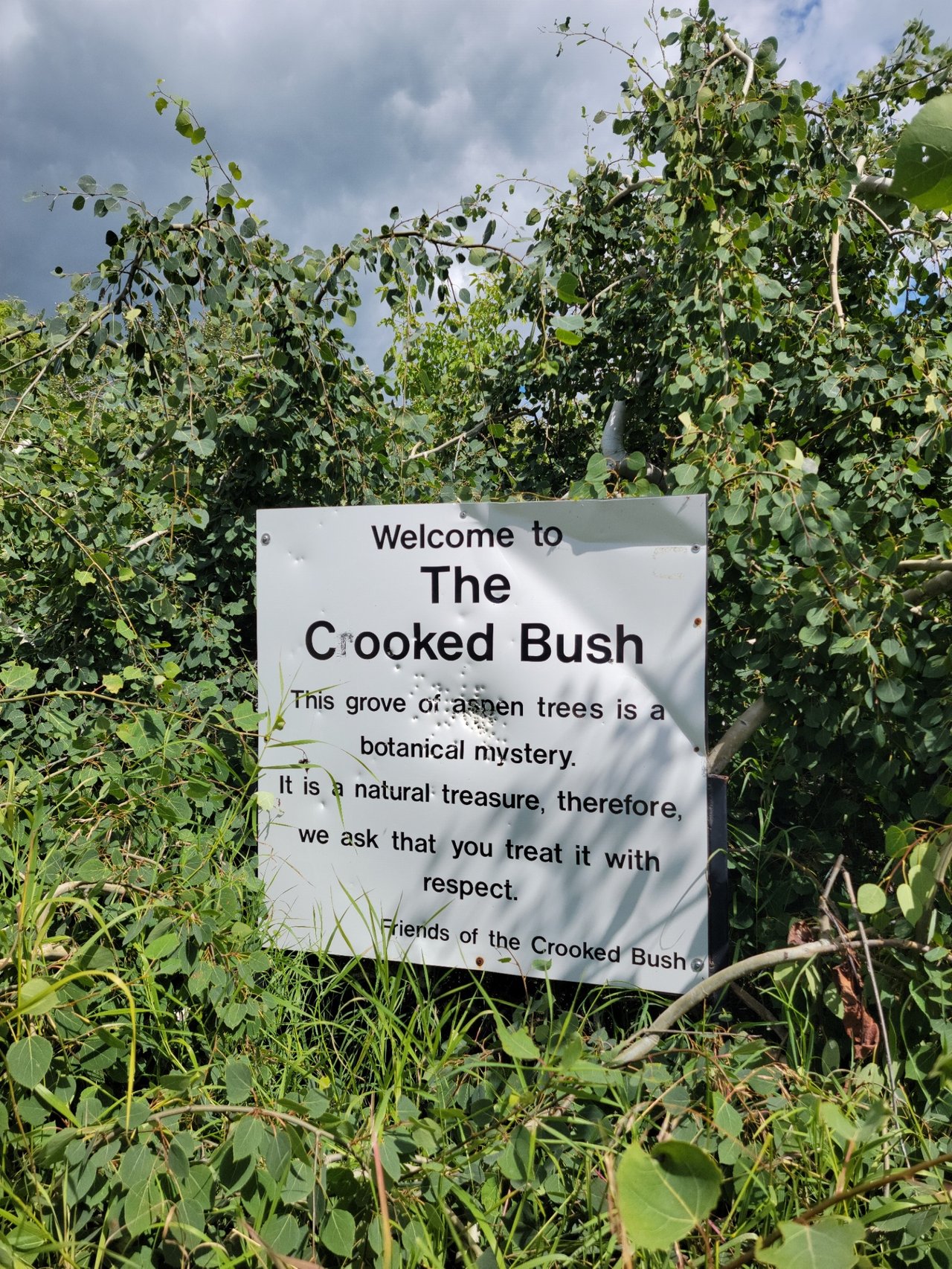 crooked bush 3.jpg