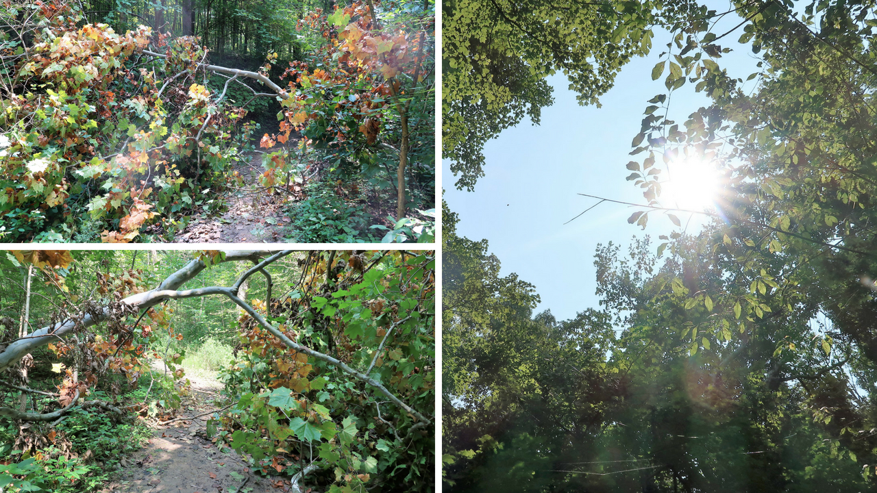 Lieber State Recreation Area at Cagles Mill Lake (16).png