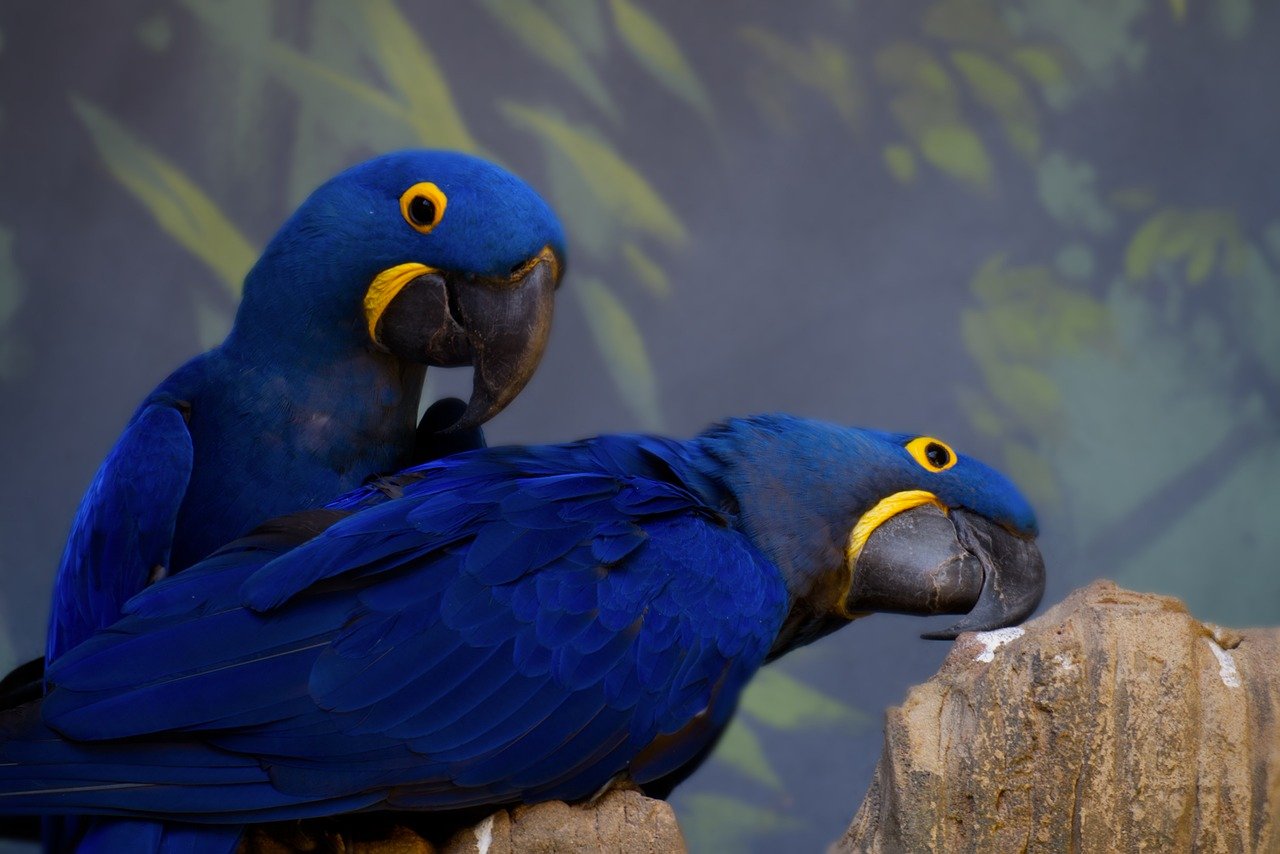 hyacinth-macaw-5544113_1280.jpg