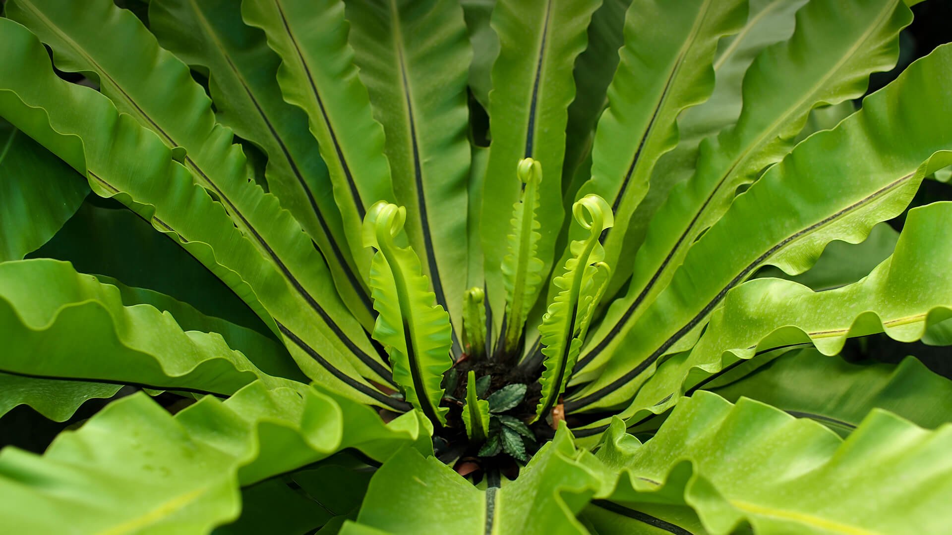 plants_hero_birdsnest.jpg