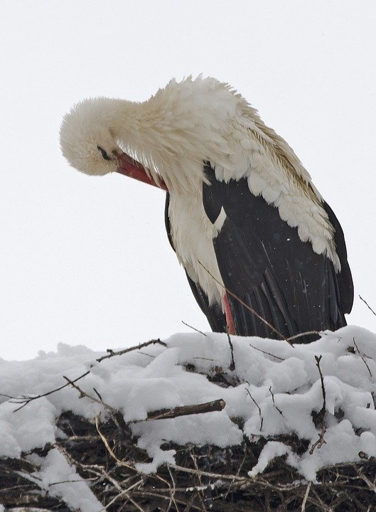 stork-3257529_960_720.jpg