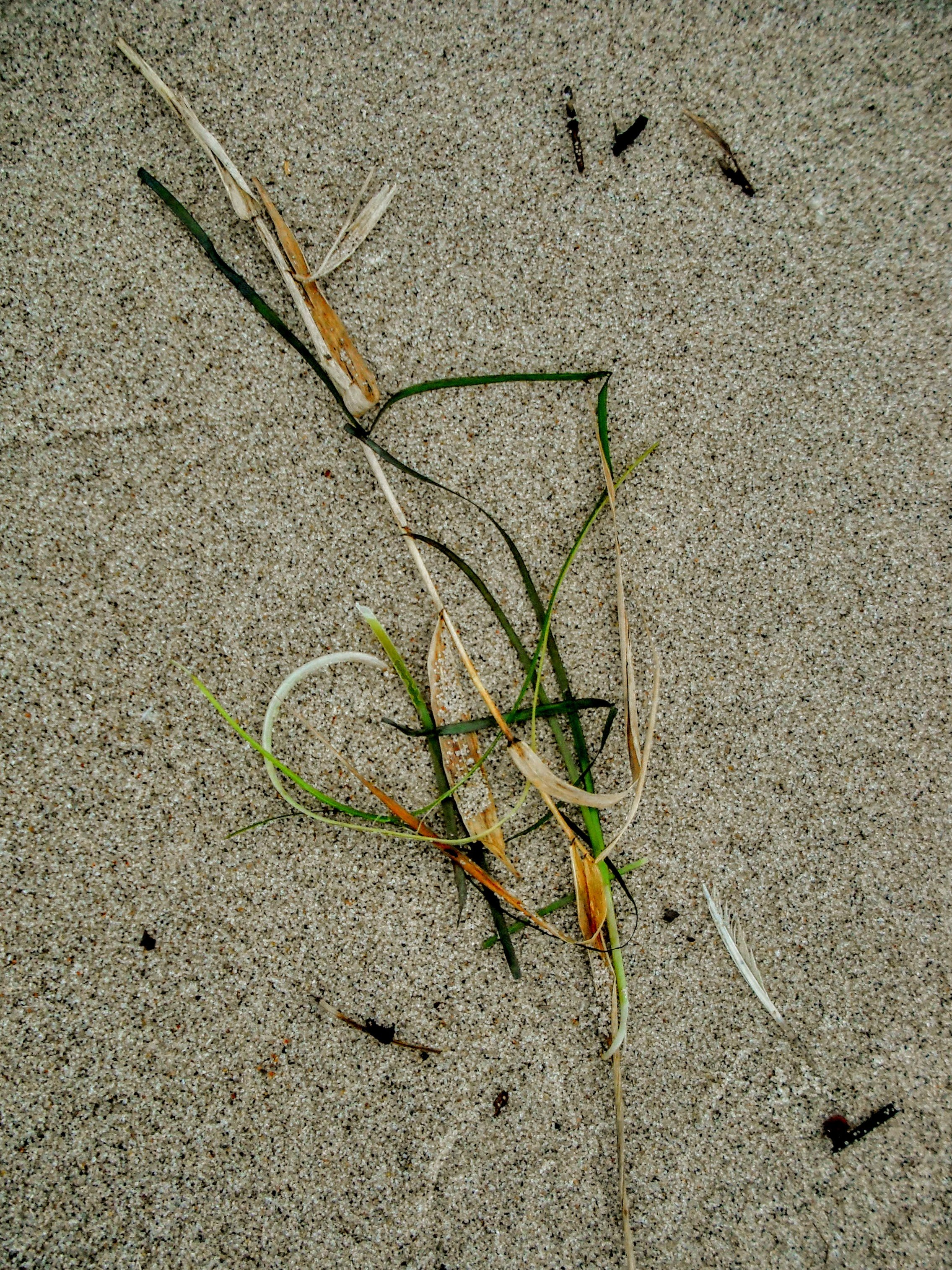 DSCF4987.JPG