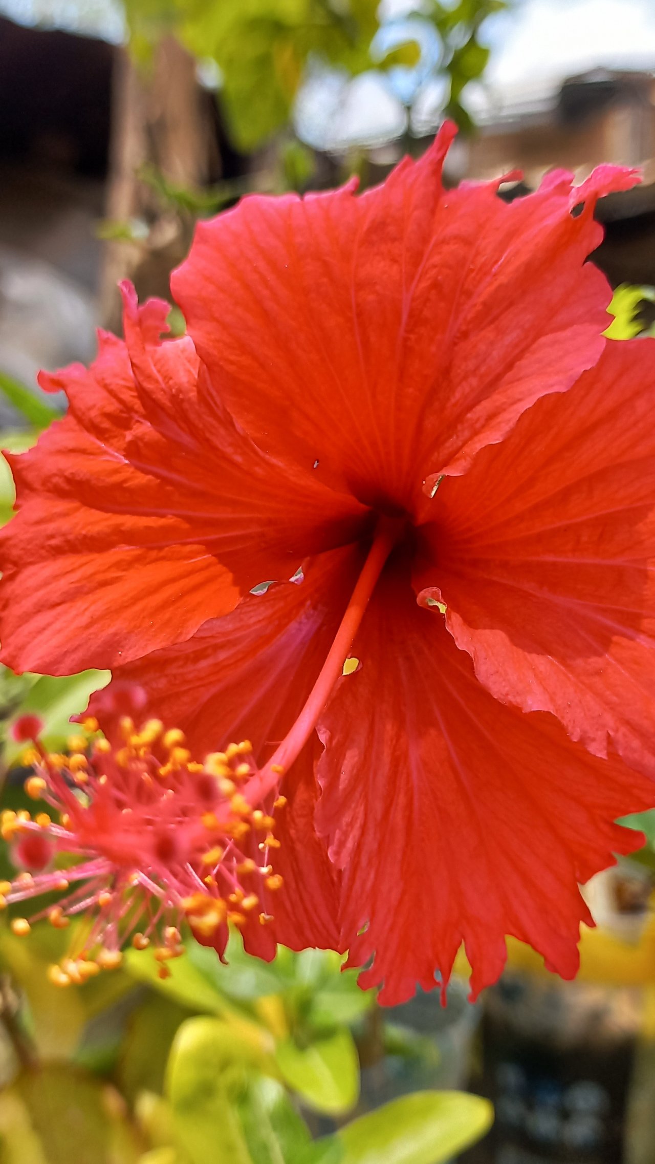 [ESP/ENG] Las flores de cayena/ Cayenne flowers.