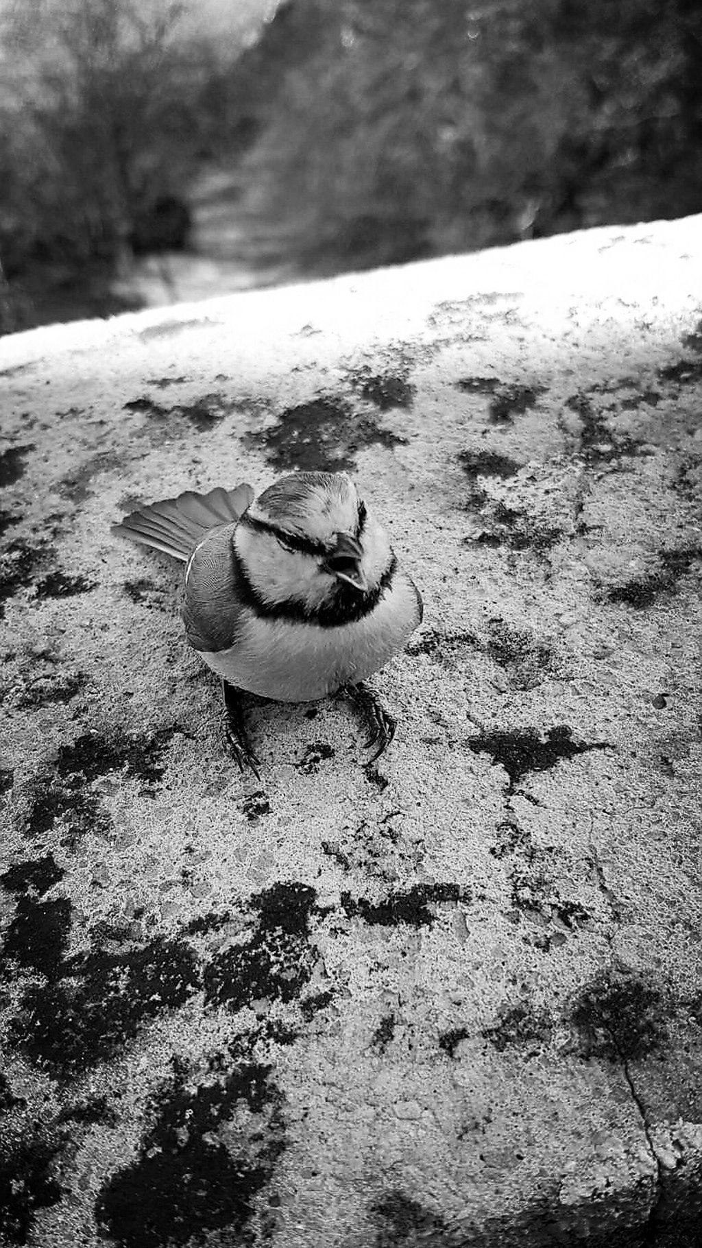 bird_bw.jpg