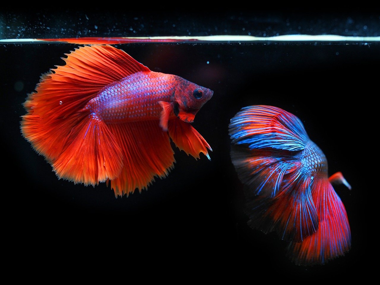 siamese-fighting-fish-6542427_1280.jpg