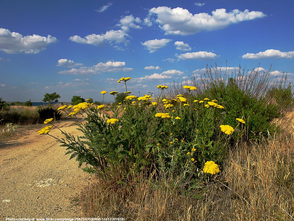 BushWithYellowFlowers-001-090317.jpg