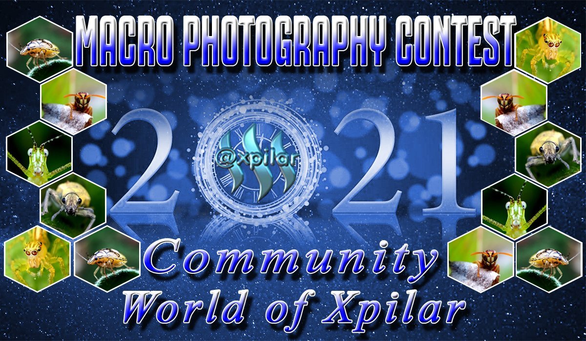 photo contest macro photography.jpeg