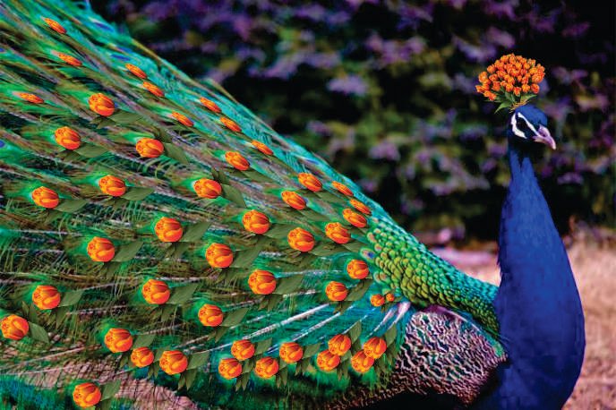pavo-real-macho1.jpg