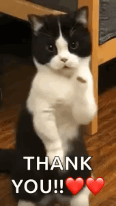 CatDanceDancingCatGIF.gif