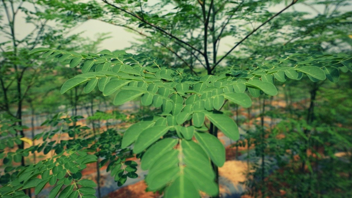 organic-moringa-farm-1.jpg