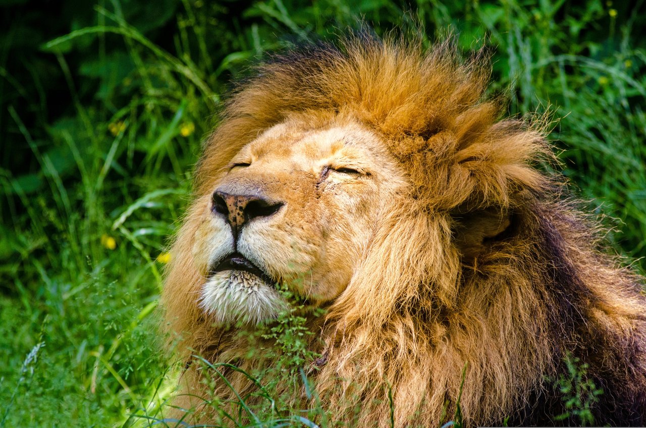 lion-951778.jpg