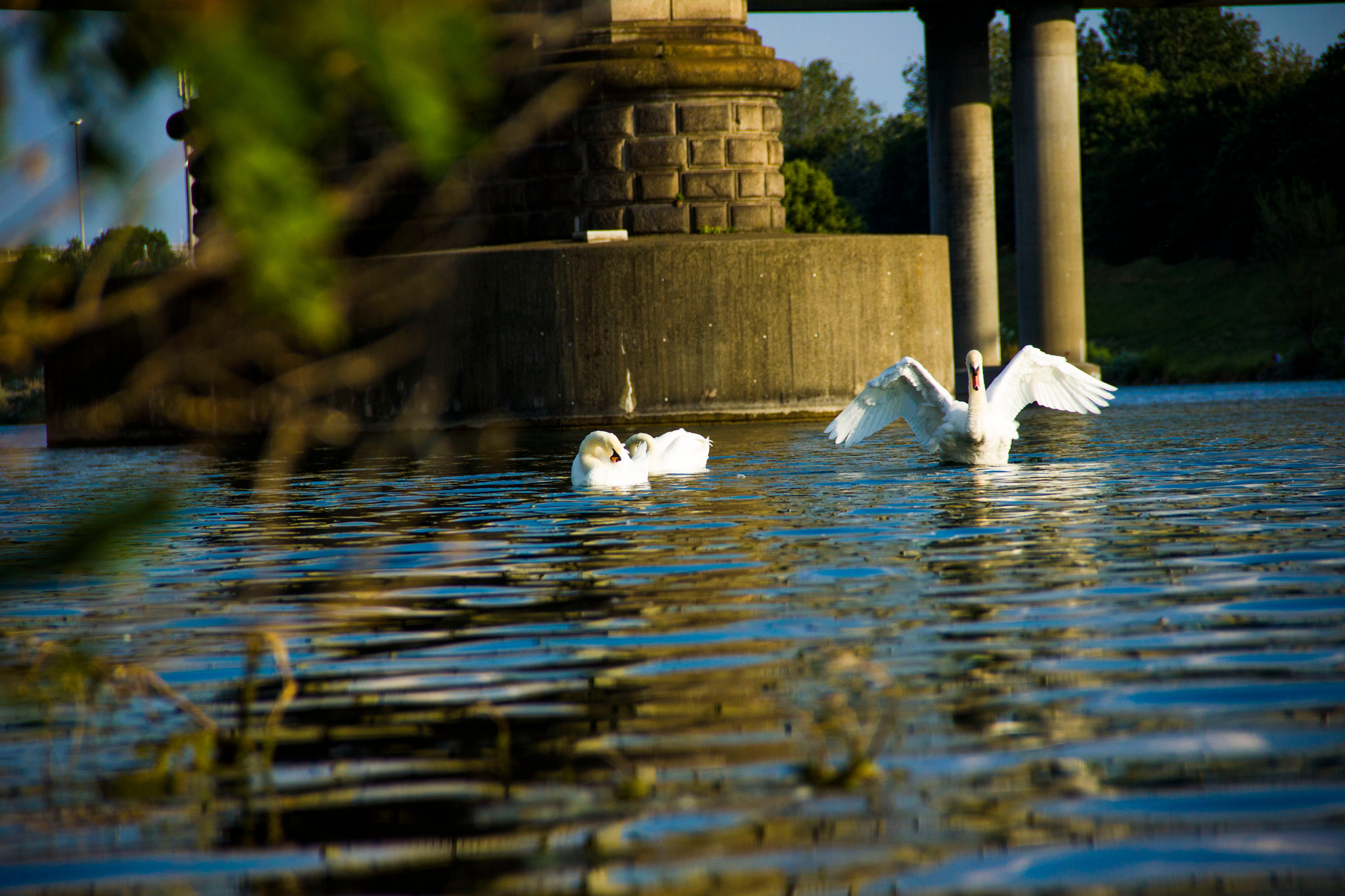 IMG_1494_swan_by_jnmarteau.JPG