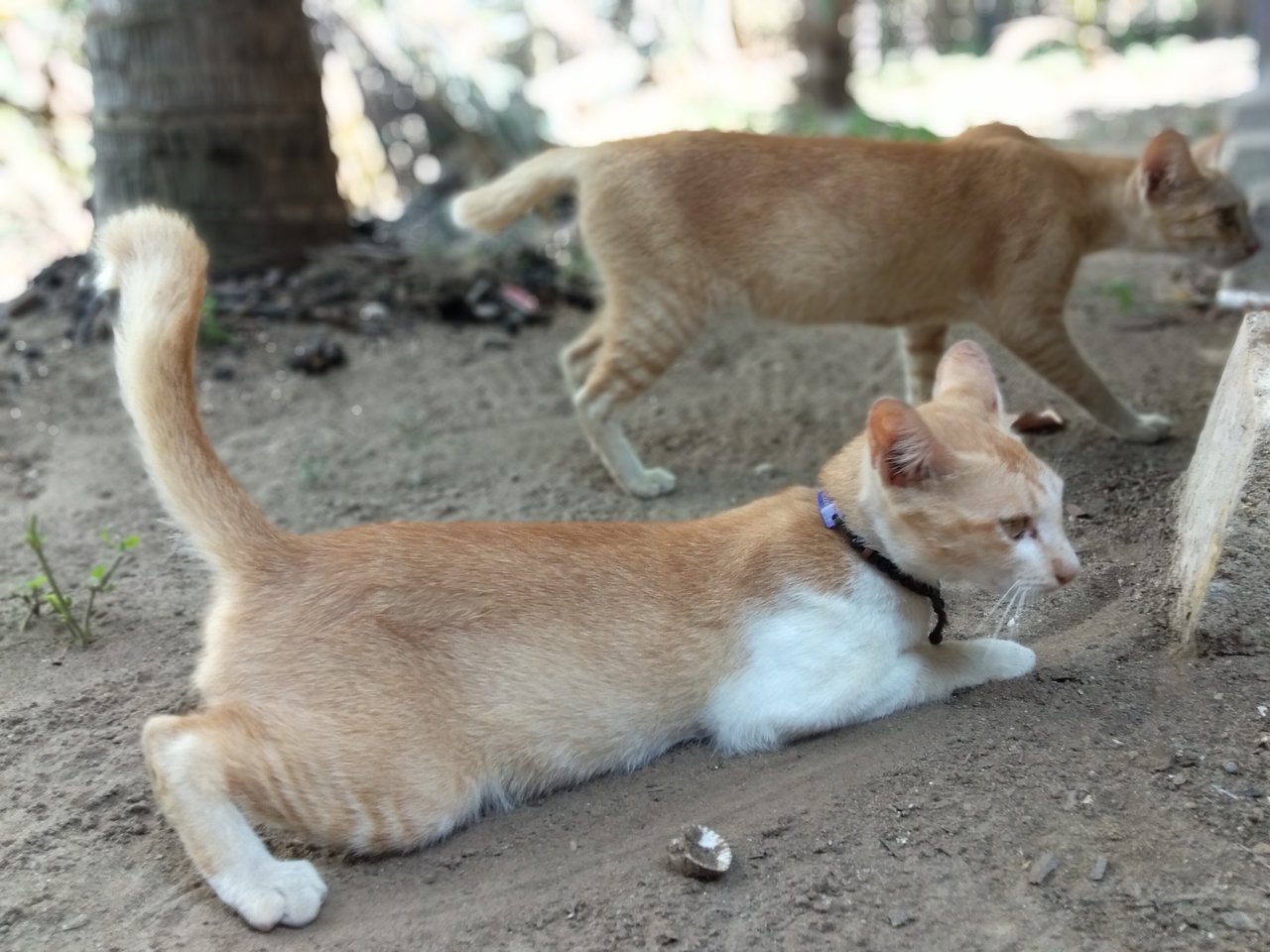 Beberapa Gambar Kucing yang imut dan Lucu — Steemkr