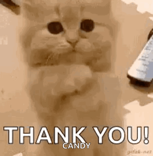 PrayingCatGIF.gif