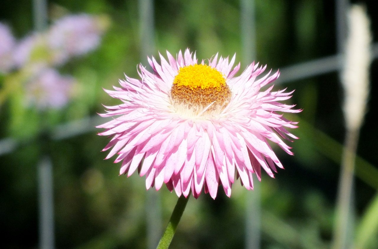 0340-StrawFlower.JPG