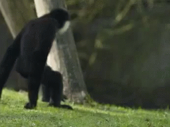 MonkeyHugGIF.gif
