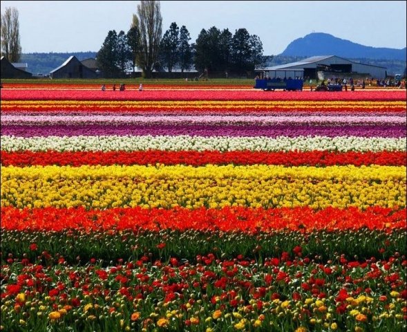 Tulip_Garden_-_Netherland_in_May_Month_7.jpeg