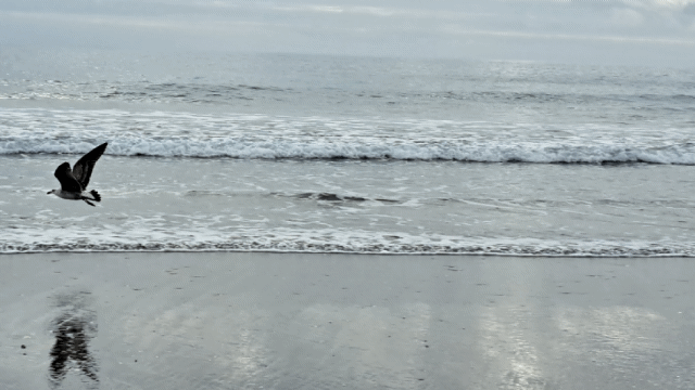 1000723603.gif