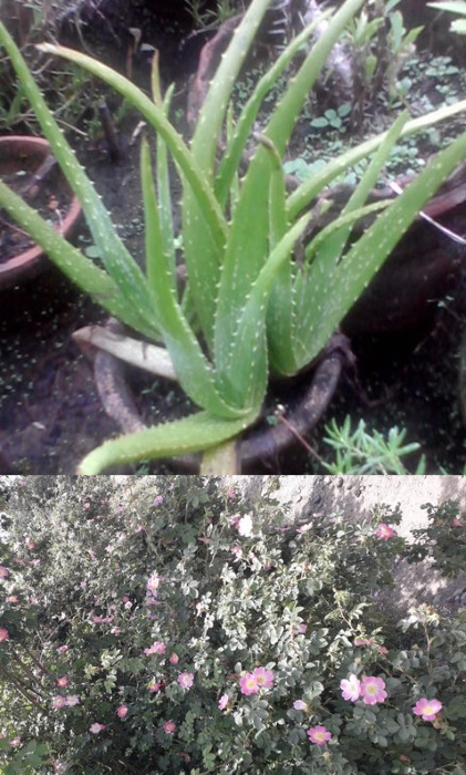 11.-aloe-vera-rosa-mosqueta-collage.png