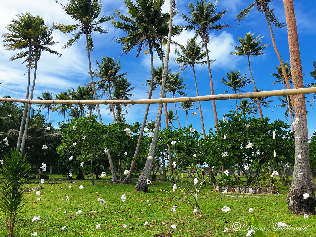 hanging shells marea anini.jpg