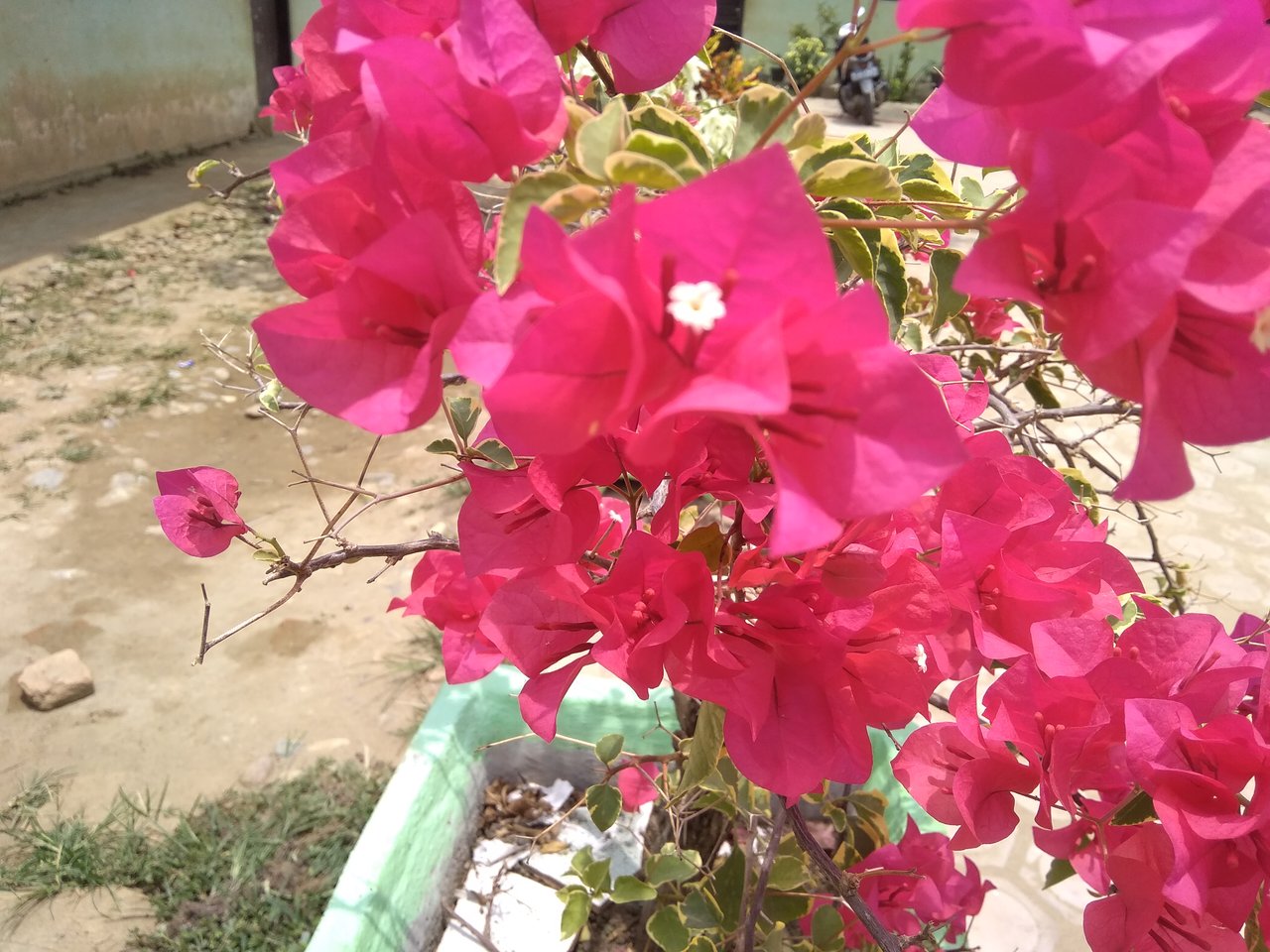 Paling Populer 26+ Gambar Bunga Kertas Merah - Gambar Bunga HD