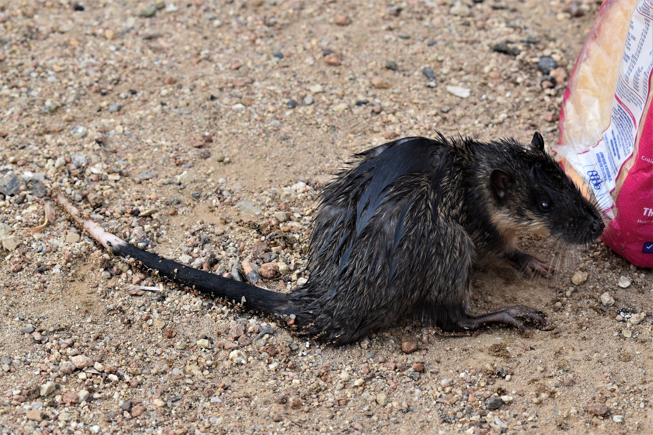 a-very-relaxed-rakali-australian-water-rat