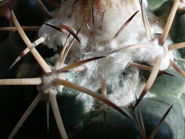 CORIPHANTHA ADREAE-7.gif