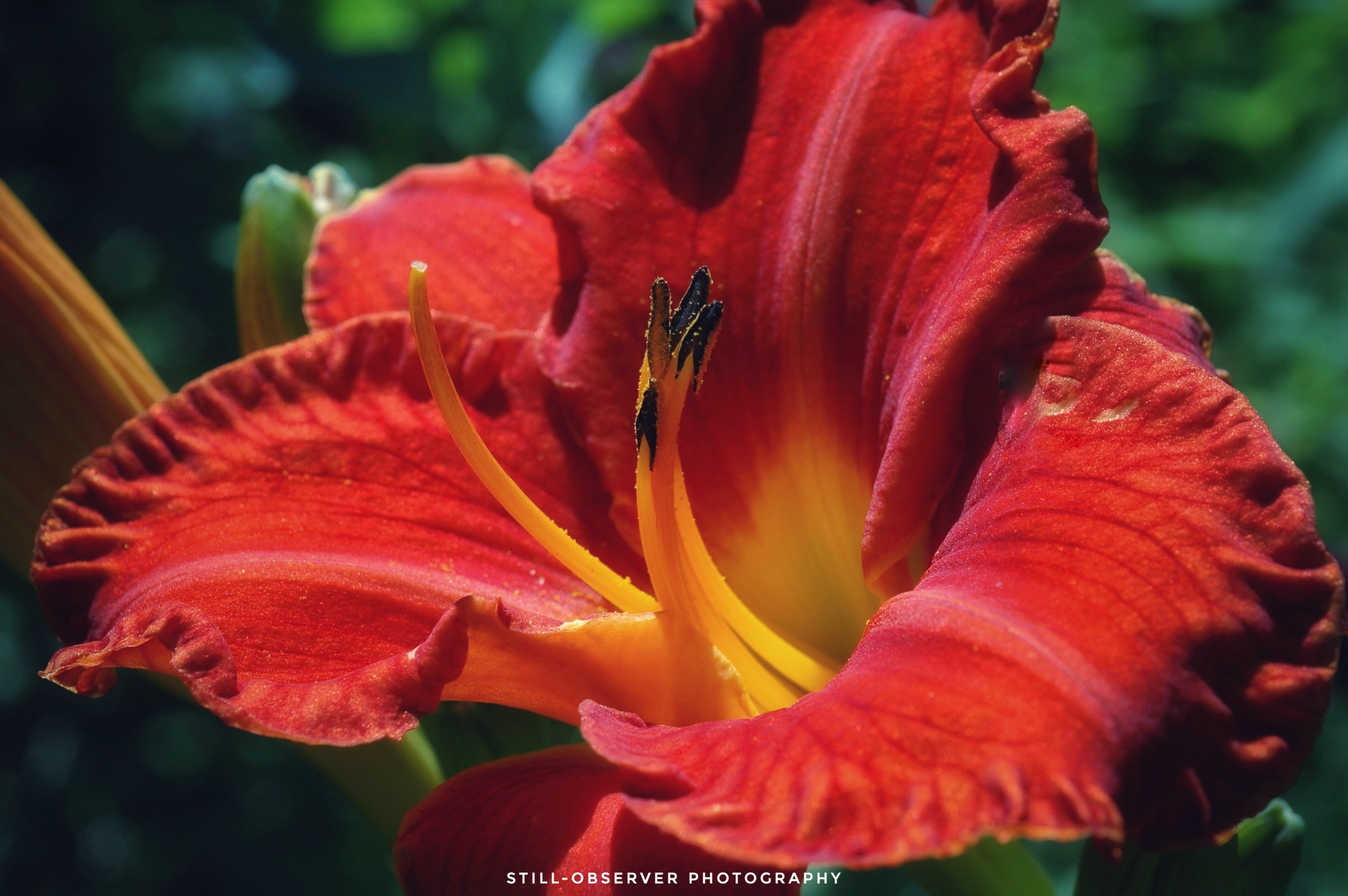 Crocosmia%20-%20Montbretia%203.jpeg