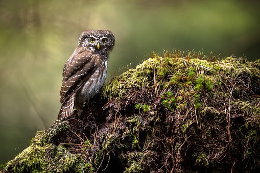 eurasian-pygmy-owl.jpg